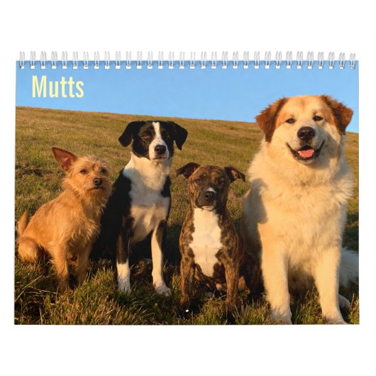Mutts 2027 Wandkalender (Titelbild)