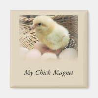 "My Chick Magnet" mit Baby Chicken
