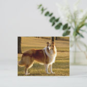 My Collie Postkarte (Stehend Vorderseite)