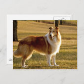 My Collie Postkarte (Vorne/Hinten)