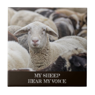 My Sheep Hear My Voice, Scripture, Sheep in Herd Fliese