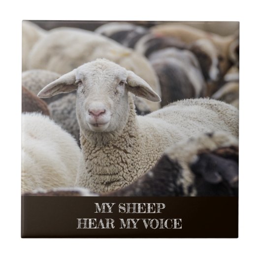 My Sheep Hear My Voice, Scripture, Sheep in Herd Fliese (Vorderseite)