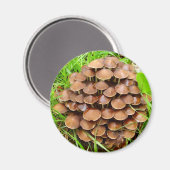 Mycena inclinata Mushroom Magnet (Vorderseite/Rückseite)
