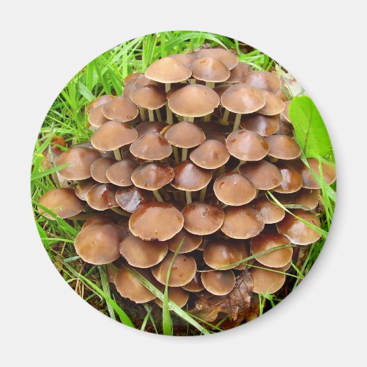 Mycena inclinata Mushroom Magnet (Vorne)