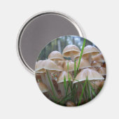 Mycena inclinata Mushroom Magnet (Vorderseite/Rückseite)
