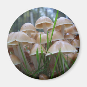 Mycena inclinata Pilzmagnet Magnet