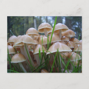 Mycena inclinica Mushroom Postcard Postkarte