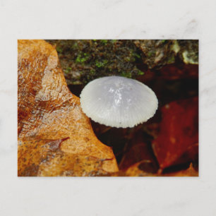 Mycena stylobates Mushroom Postcard Postkarte