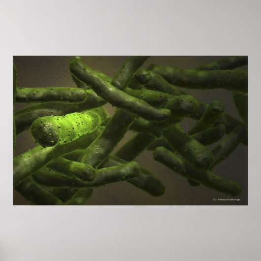 Mycobacterium tuberculosis cells poster (Vorne)