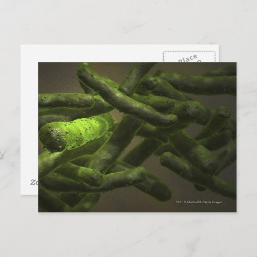 Mycobacterium tuberculosis cells postkarte (Vorne/Hinten)