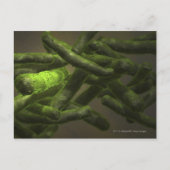 Mycobacterium tuberculosis cells postkarte (Vorderseite)