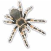 Mygale Spinne Aufkleber (Vorderseite)