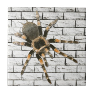 Mygale Spinne (Brachypelma smithi). Fliese