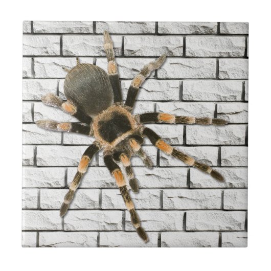 Mygale Spinne (Brachypelma smithi). Fliese (Vorderseite)