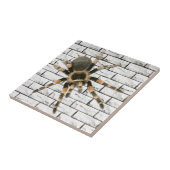 Mygale Spinne (Brachypelma smithi). Fliese (Seite)