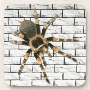 Mygale Spinne (Brachypelma smithi). Getränkeuntersetzer