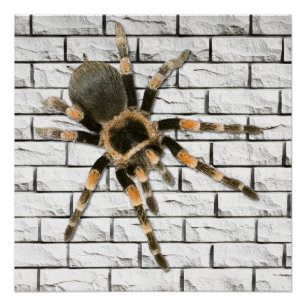 Mygale Spinne (Brachypelma smithi). Poster