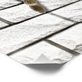Mygale Spinne (Brachypelma smithi). Poster (Ecke)