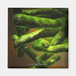 Mykobakterium-Tuberkulose Magnet