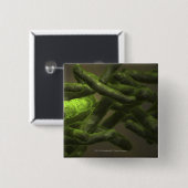 Mykobakteriumtuberkulosezellen Button (Vorne & Hinten)