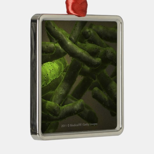 Mykobakteriumtuberkulosezellen Silbernes Ornament (Rechts)