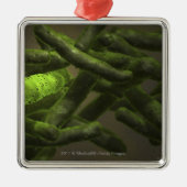 Mykobakteriumtuberkulosezellen Silbernes Ornament (Vorne)