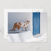 Mykonos cat - Postcard Postkarte (Vorne/Hinten)