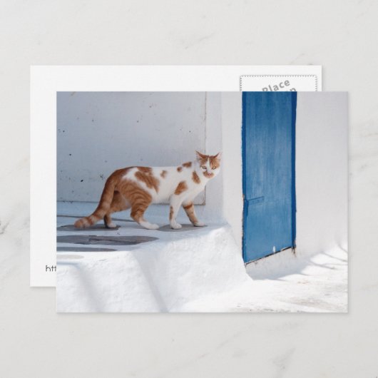 Mykonos cat - Postcard Postkarte (Vorne/Hinten)