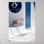 Mykonos cat - Poster (Vorne)