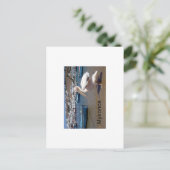 Mykonos PETROS (St.K. Postkarte (Stehend Vorderseite)