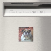 Mylie English Bulldog Square Magnet (In Situ (Geschirrspüler))