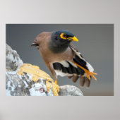 Myna Poster (Vorne)