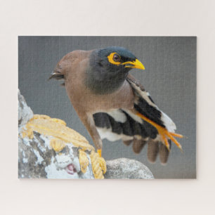 Myna Puzzle