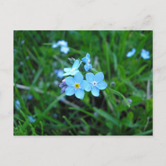 Myosotis (2) postkarte
