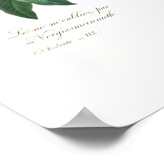 Myosotis scorpioides poster (Ecke)