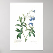 Myosotis scorpioides poster (Vorne)
