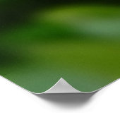 Myosotis sylvatica - Vergessen Sie Me Nots Poster (Ecke)