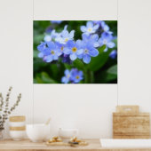 Myosotis sylvatica - Vergessen Sie Me Nots Poster (Küche)