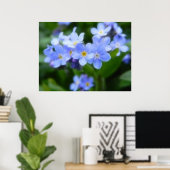 Myosotis sylvatica - Vergessen Sie Me Nots Poster (Heimbüro)