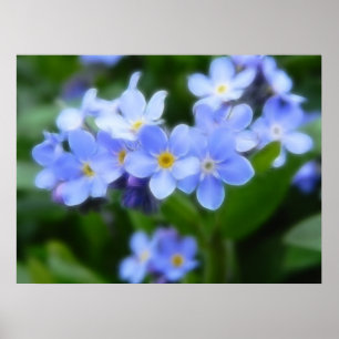 Myosotis sylvatica - Vergissmeinnichte Poster