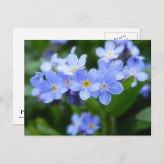 Myosotis sylvatica - Vergissmeinnichte Postkarte (Vorne/Hinten)
