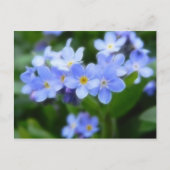 Myosotis sylvatica - Vergissmeinnichte Postkarte (Vorderseite)