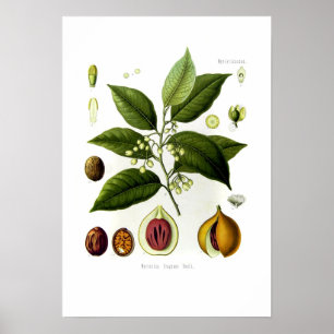 Myristica fragrans (Muskatnuss) Poster