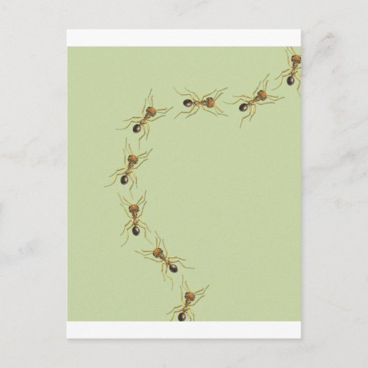 Myrmoteras Binghami, Ants Postkarte (Vorderseite)