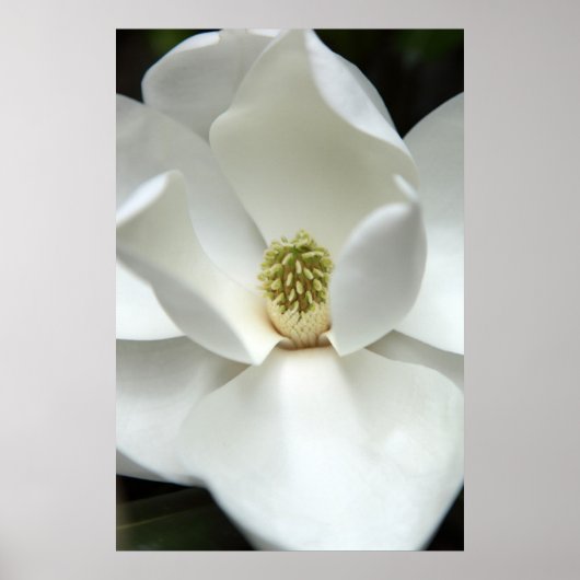 Mysteriös Magnolia Poster (Vorne)