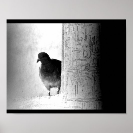 Mysteriöse Taube Poster (Vorne)