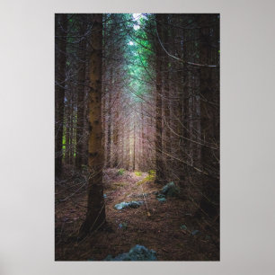 Mysteriöser Fichtenwald Poster