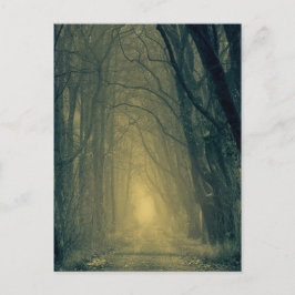 Mysteriöses gelbes Licht im Wald Postkarte