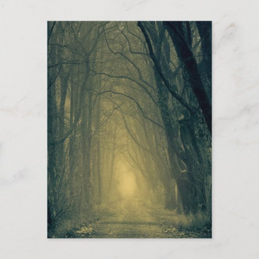 Mysteriöses gelbes Licht im Wald Postkarte (Vorderseite)