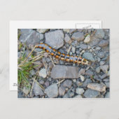 Mystery Critter Postcard Postkarte (Vorne/Hinten)